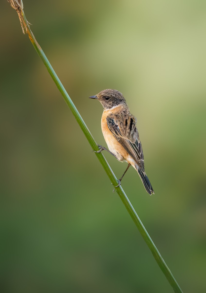 Siberian Stonechat - ML643270267