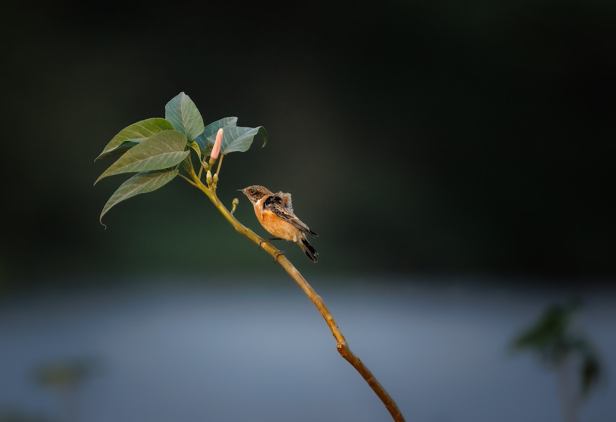 Siberian Stonechat - ML643270268