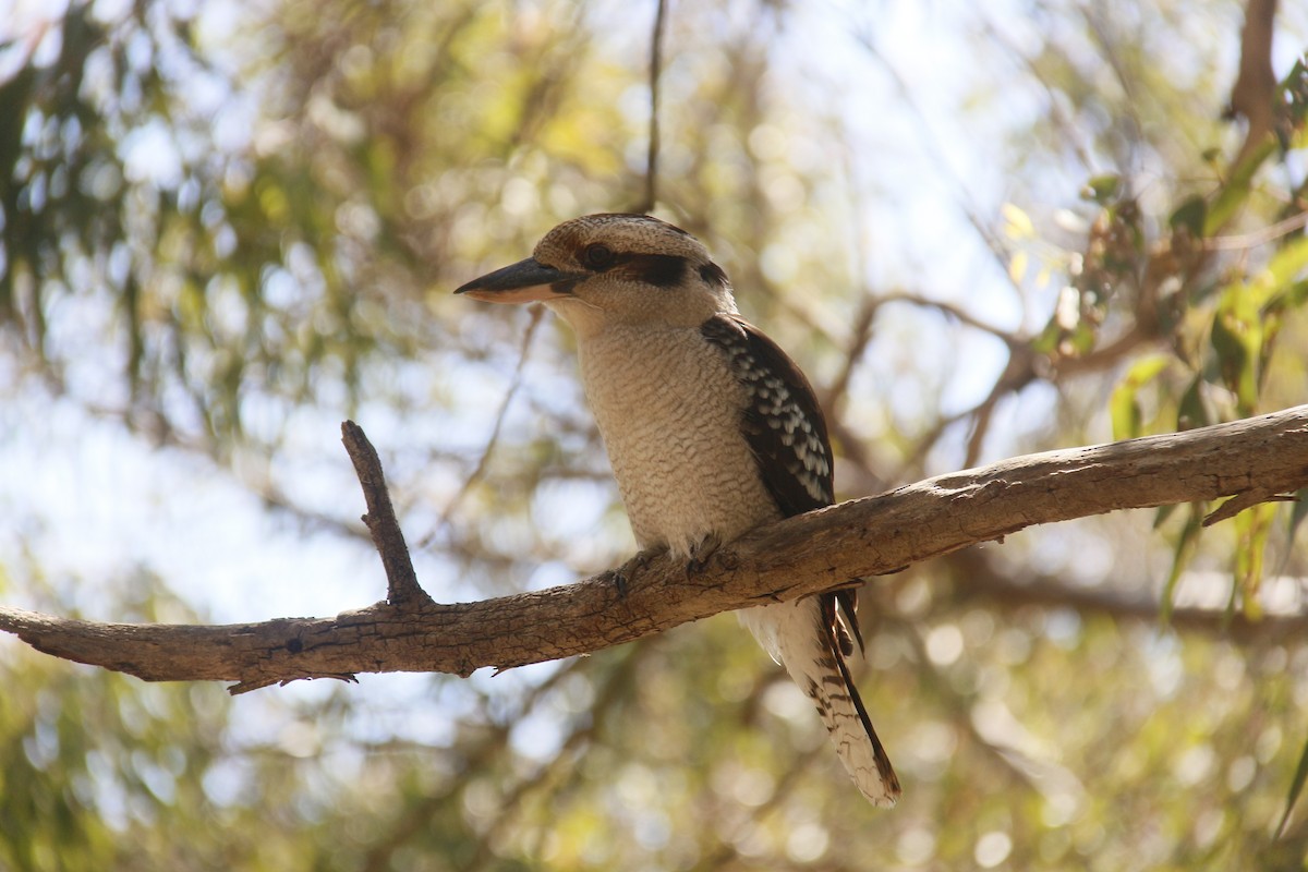 Laughing Kookaburra - ML643270317