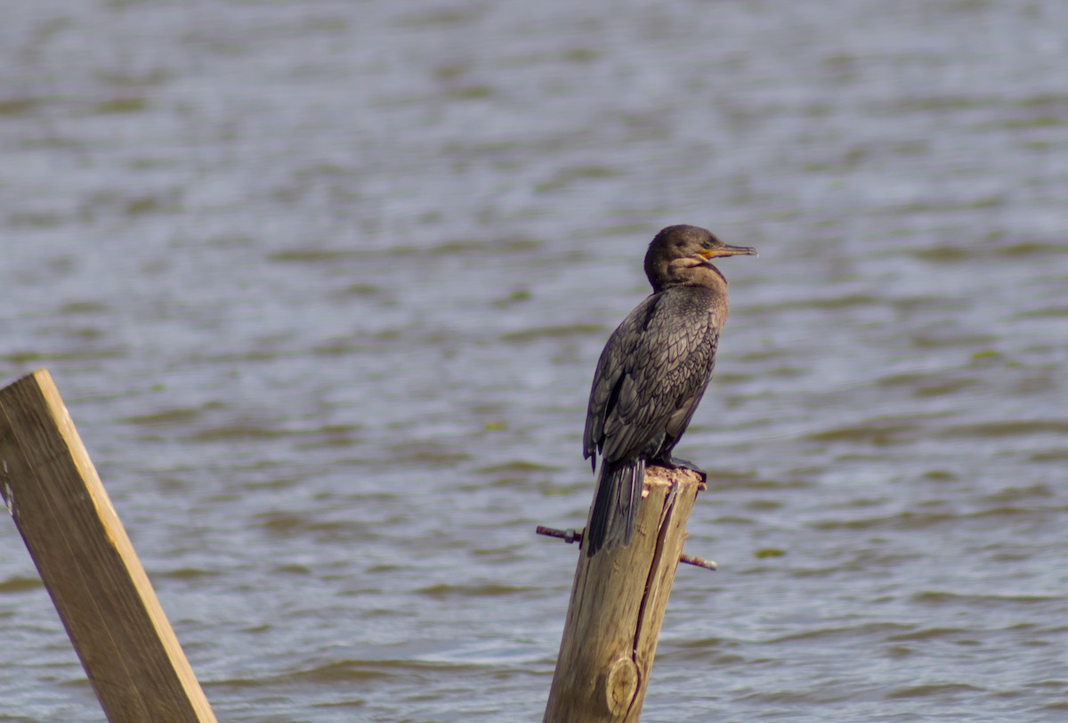Neotropic Cormorant - ML643270319