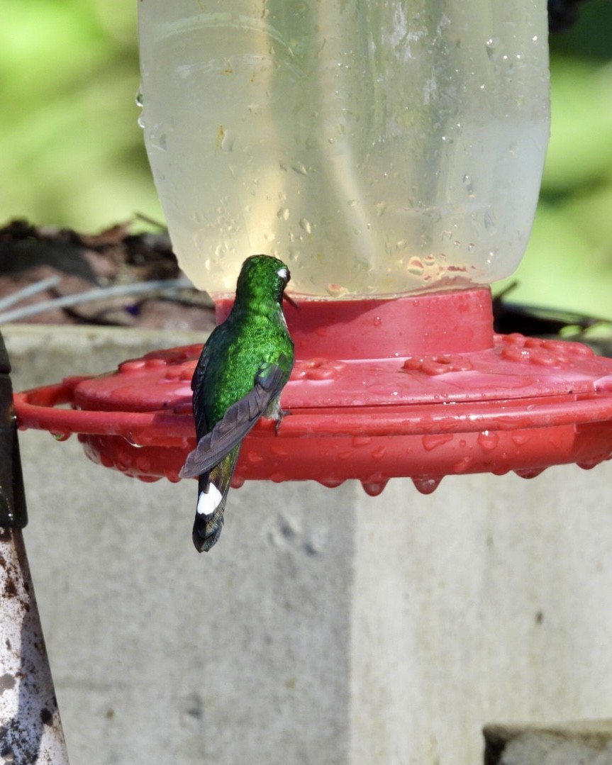 Purple-bibbed Whitetip - ML643270327
