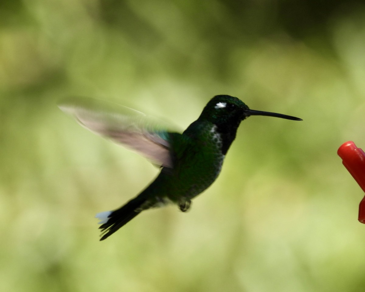 Purple-bibbed Whitetip - ML643270329