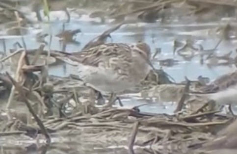 Sharp-tailed Sandpiper - ML643270336