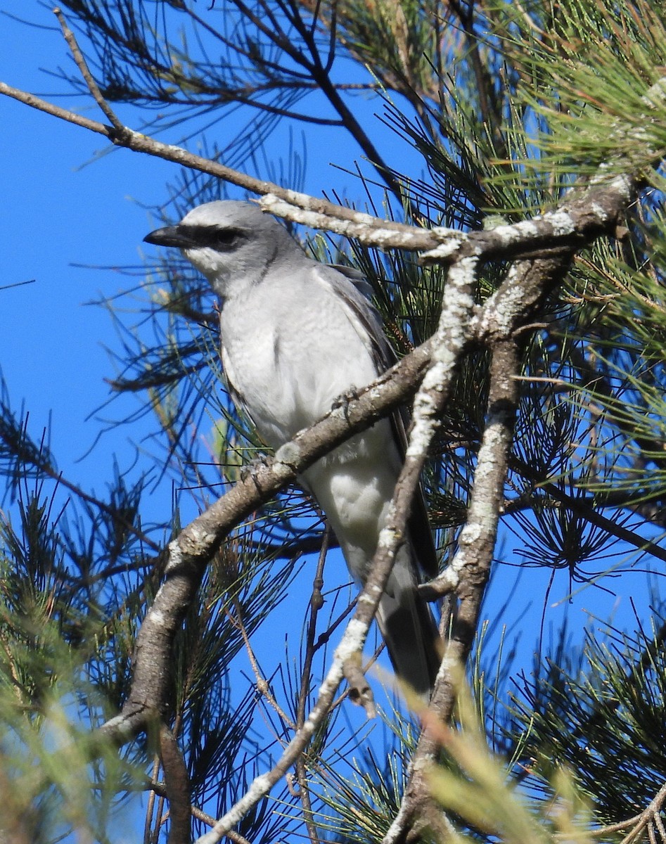 White-bellied Cuckooshrike - ML643270348