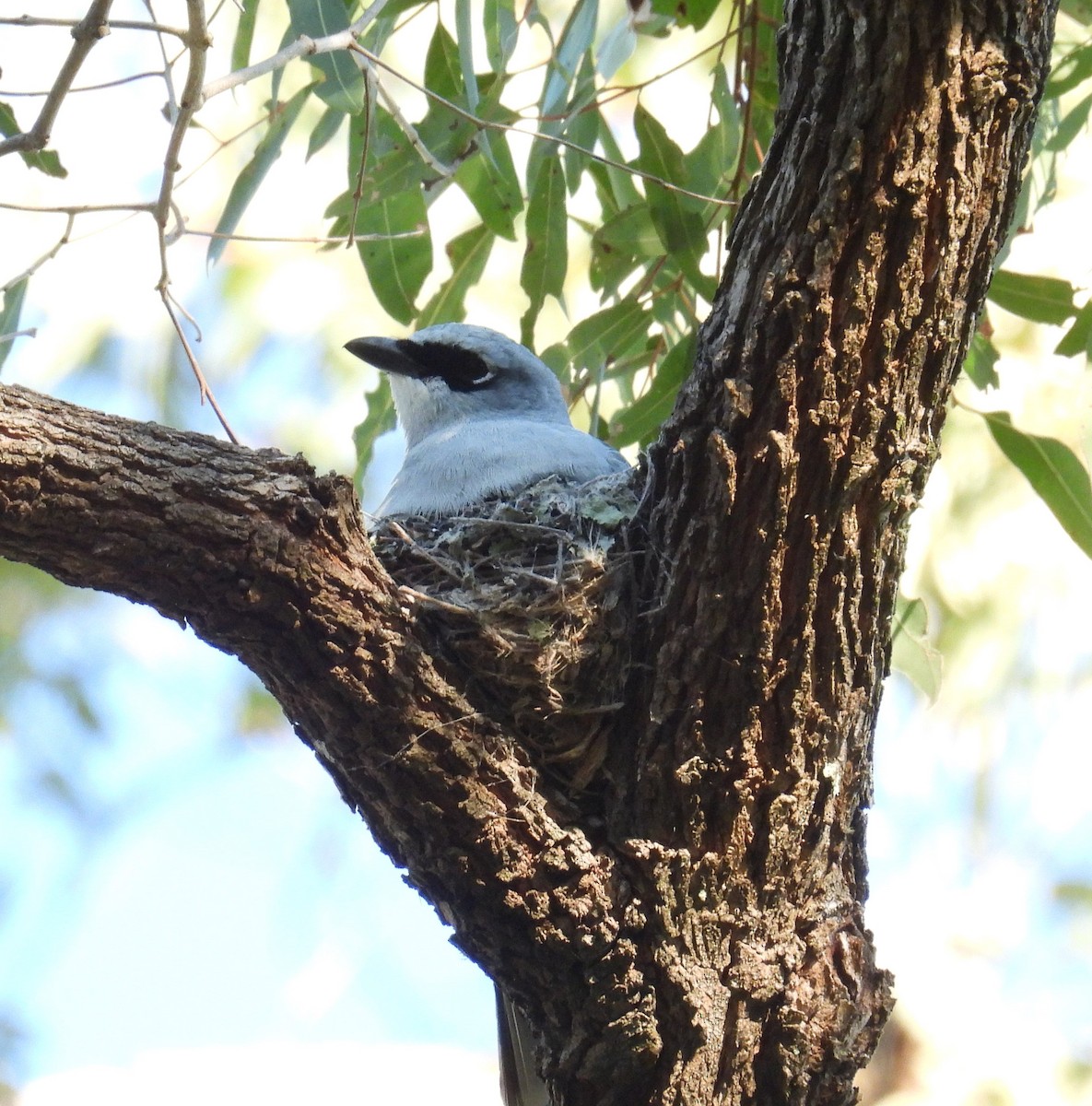 White-bellied Cuckooshrike - ML643270349