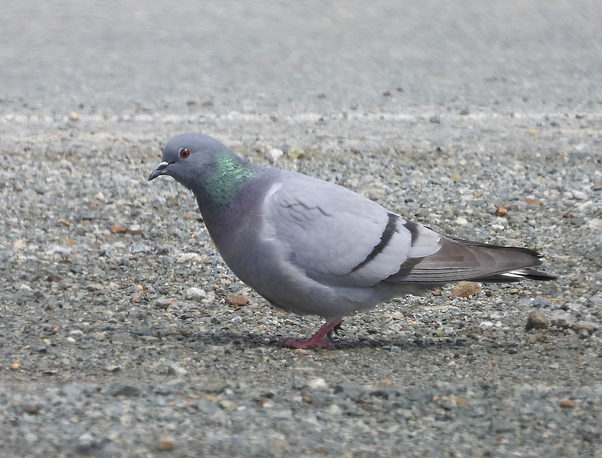 Pigeon des rochers - ML643270350
