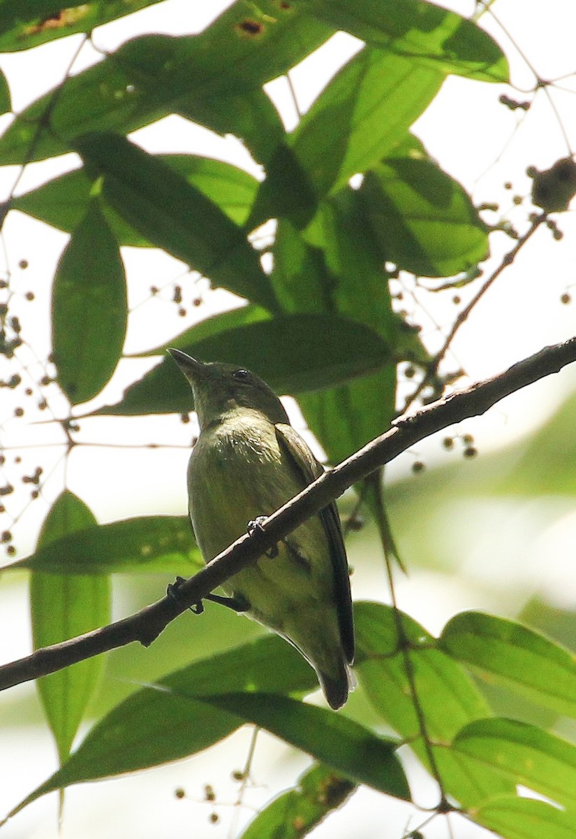 Dwarf Tyrant-Manakin - ML643270357
