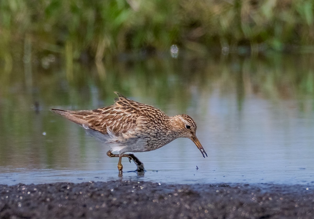 Pectoral Sandpiper - ML643270364