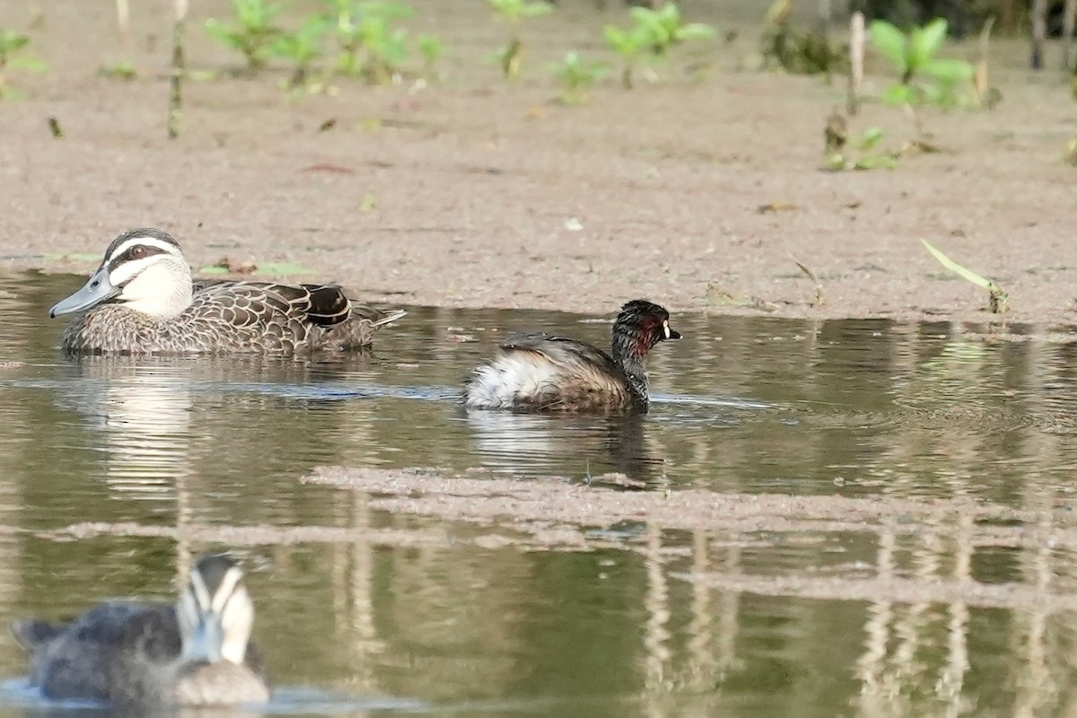 Australasian Grebe - ML643270392