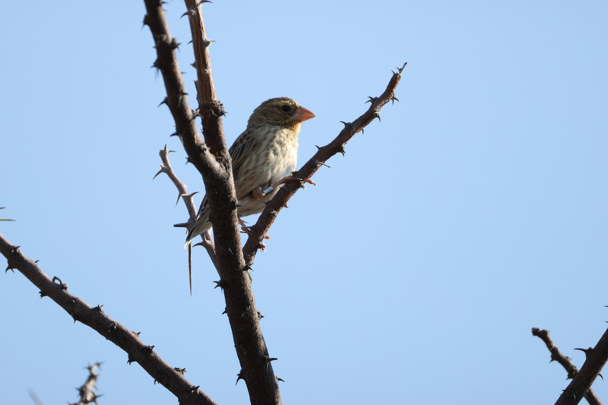 Southern Red Bishop - ML643270399