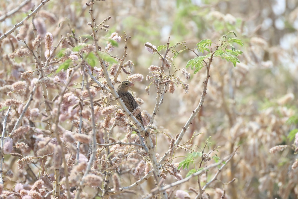 Southern Red Bishop - ML643270404