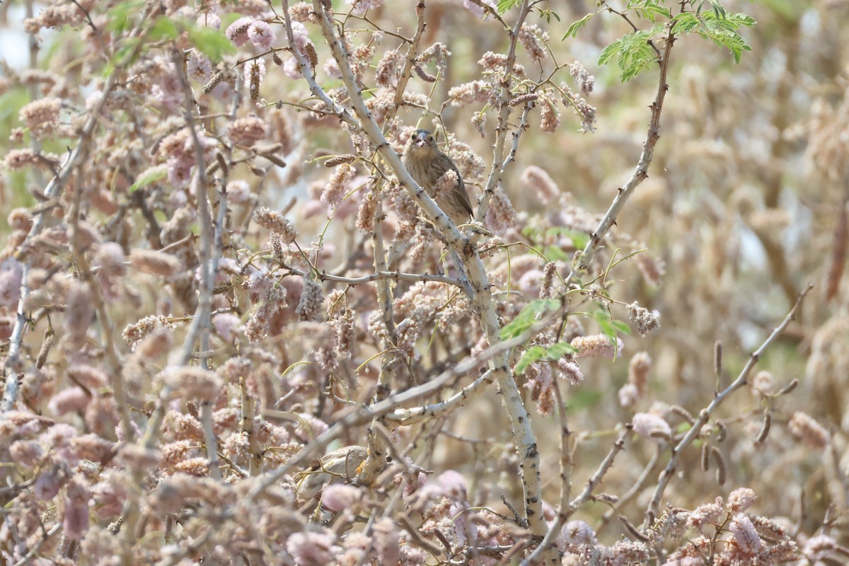 Southern Red Bishop - ML643270405