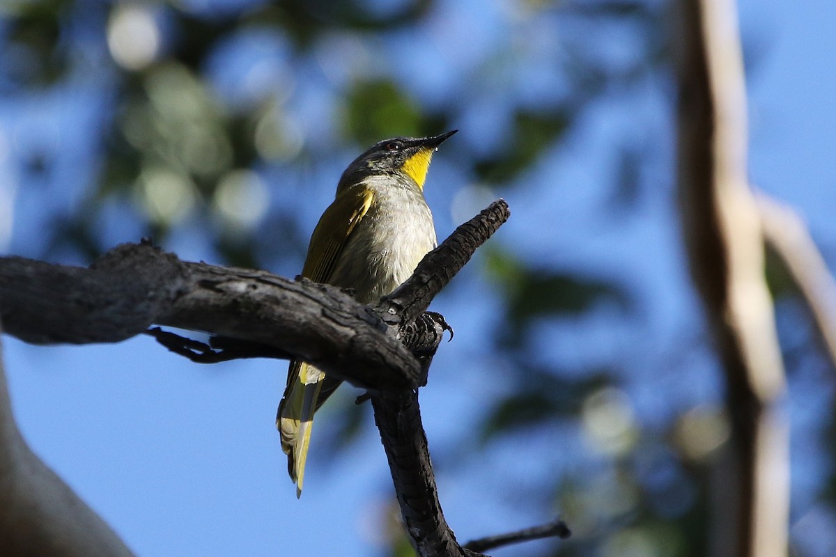 Yellow-throated Honeyeater - ML643270411