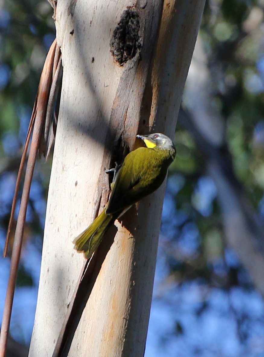 Yellow-throated Honeyeater - ML643270416