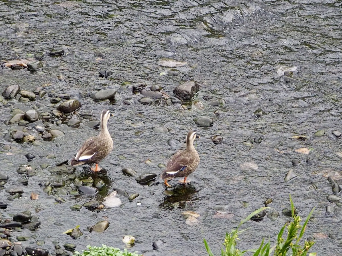 Eastern Spot-billed Duck - ML643270440
