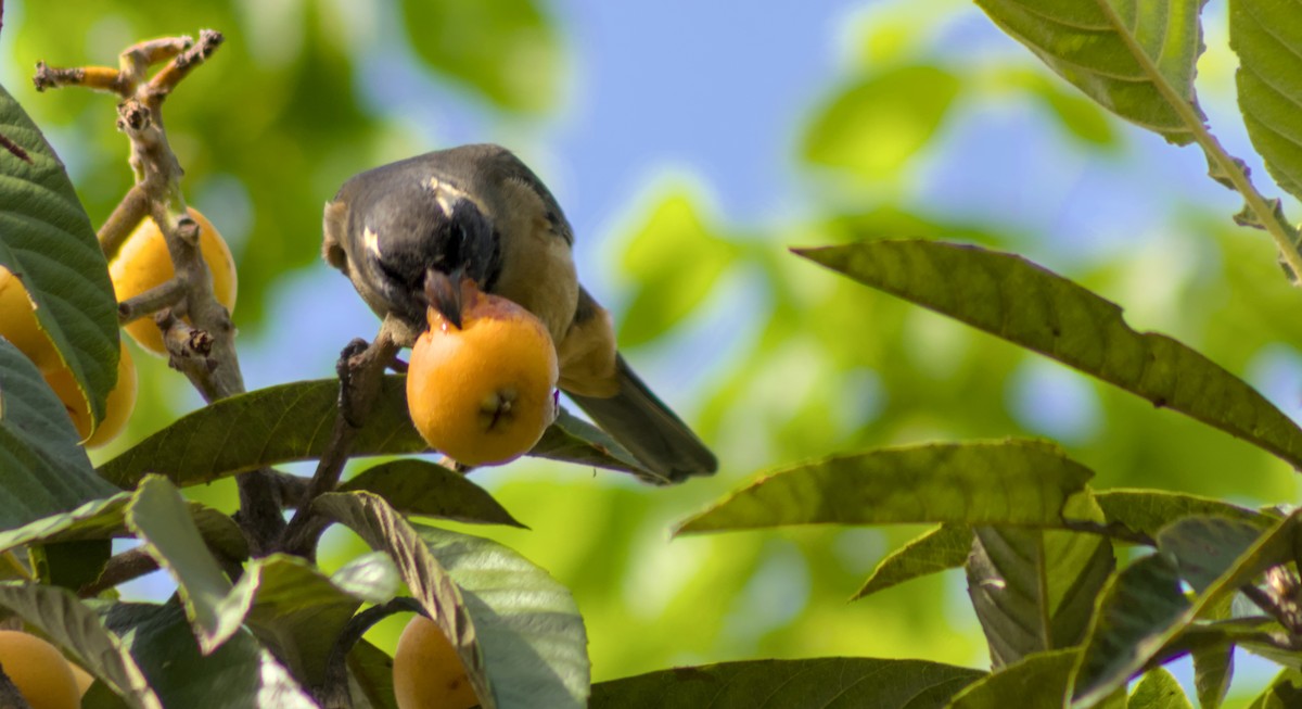 Golden-billed Saltator - ML643270444