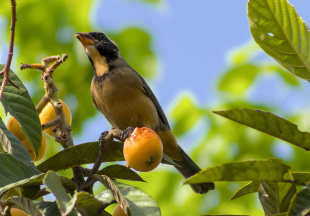 Golden-billed Saltator - ML643270445