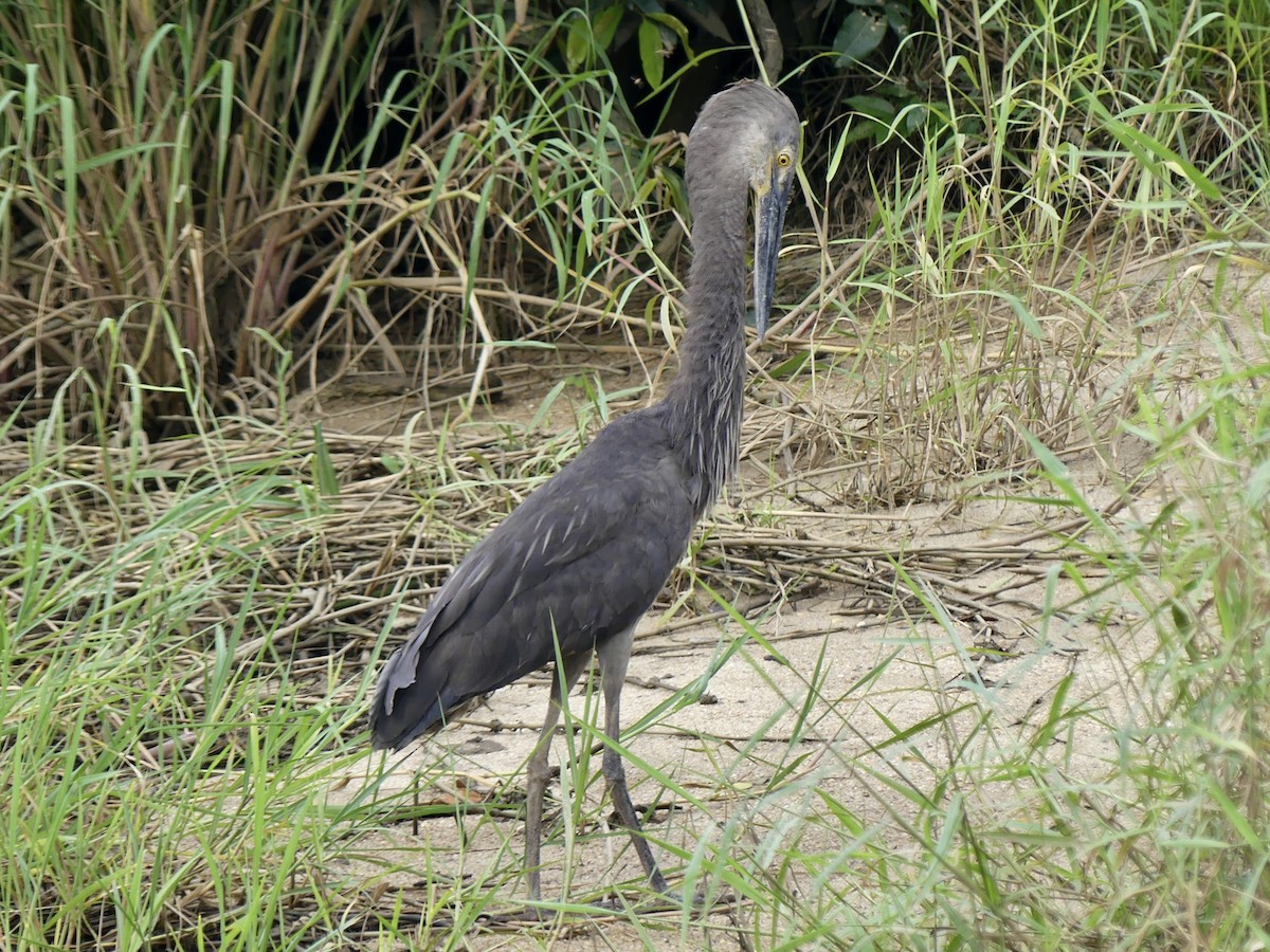Garza de Sumatra - ML643270458