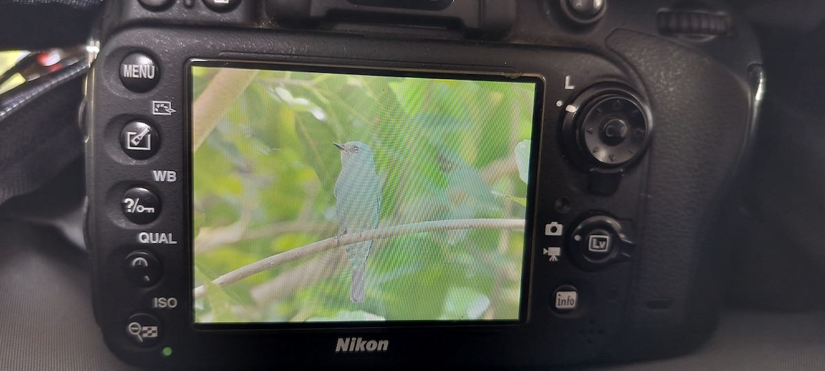 Verditer Flycatcher - ML643270480