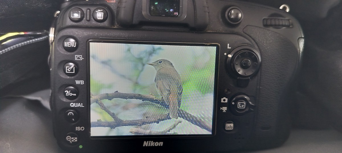 Rusty-tailed Flycatcher - ML643270493