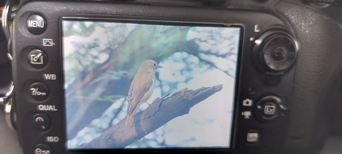 Rusty-tailed Flycatcher - ML643270494
