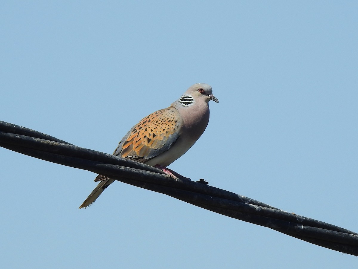 European Turtle-Dove - ML643270534