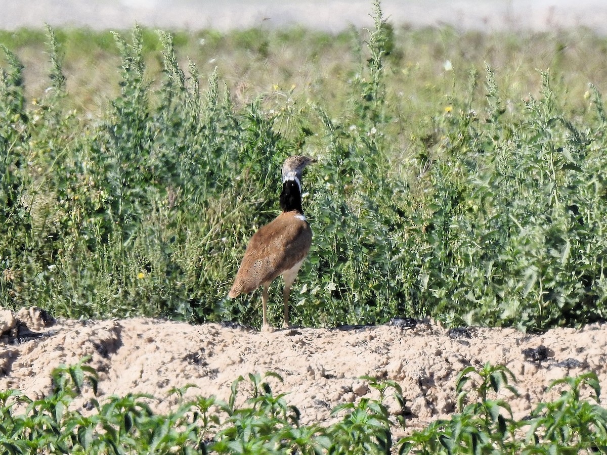Little Bustard - ML643270539