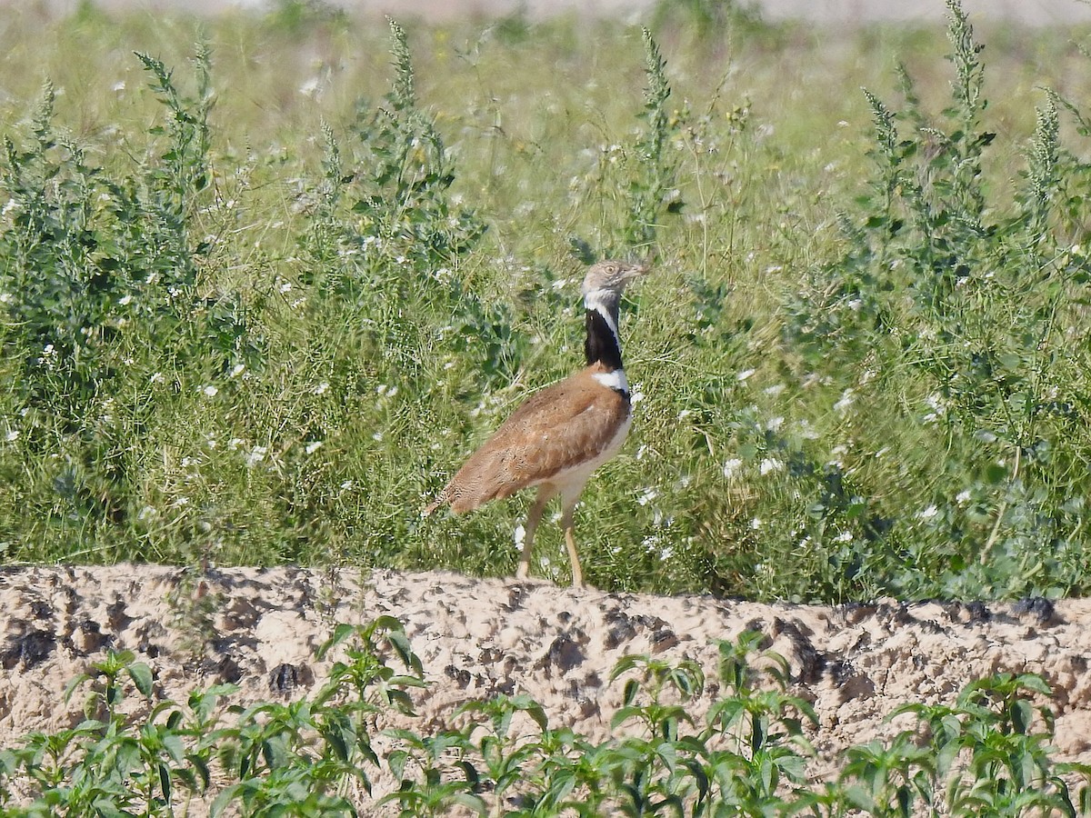 Little Bustard - ML643270540