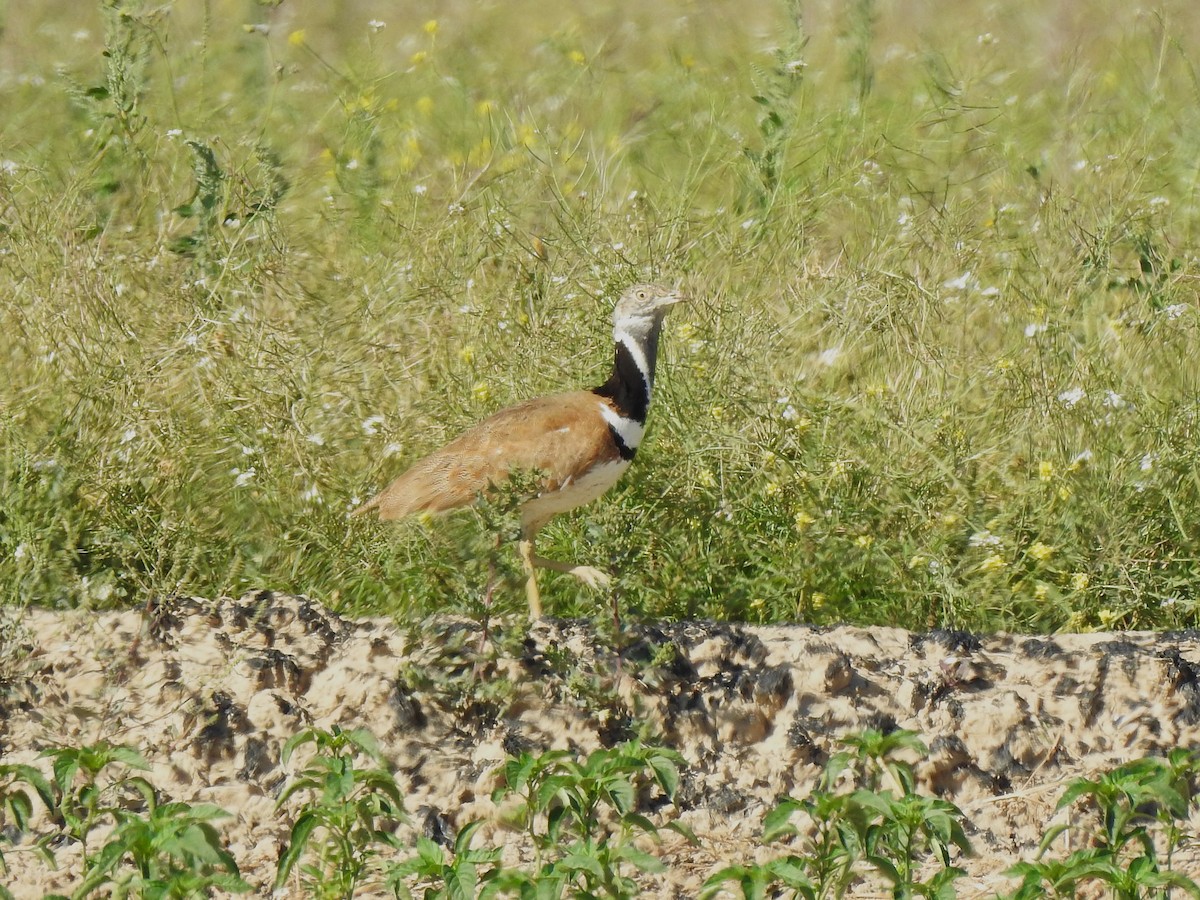 Little Bustard - ML643270541