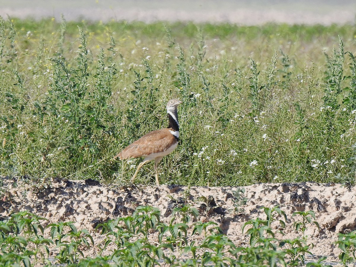 Little Bustard - ML643270542