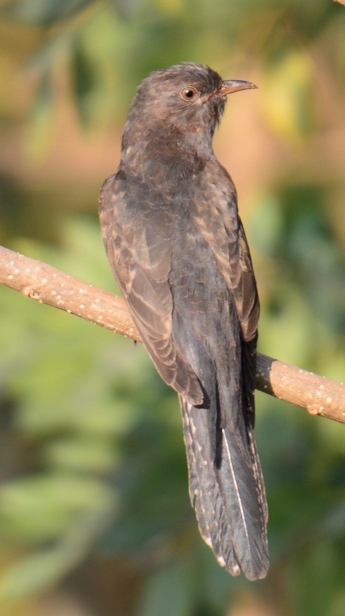 Cuco Pechigrís - ML643270543