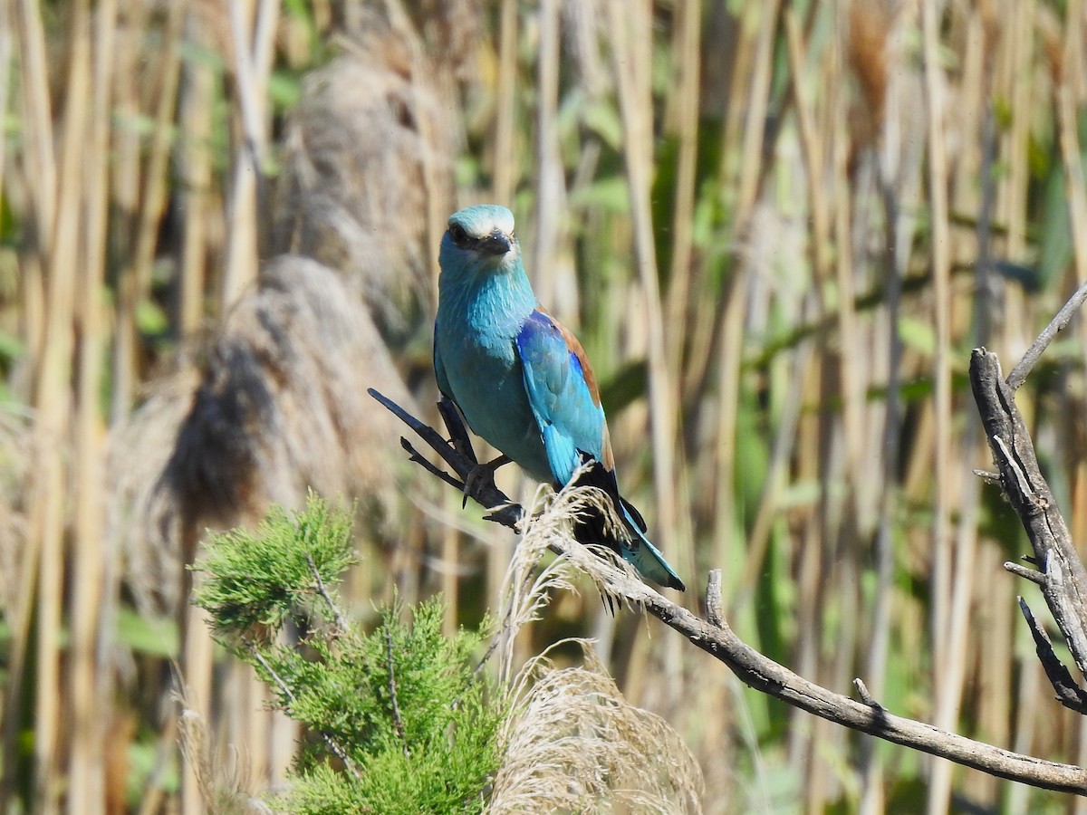 European Roller - ML643270560