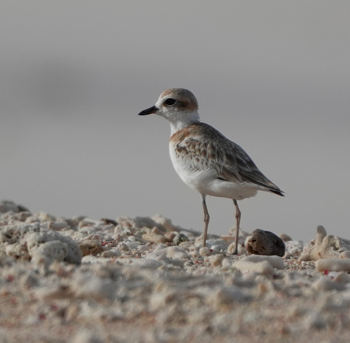 Malaysian Plover - ML643270566