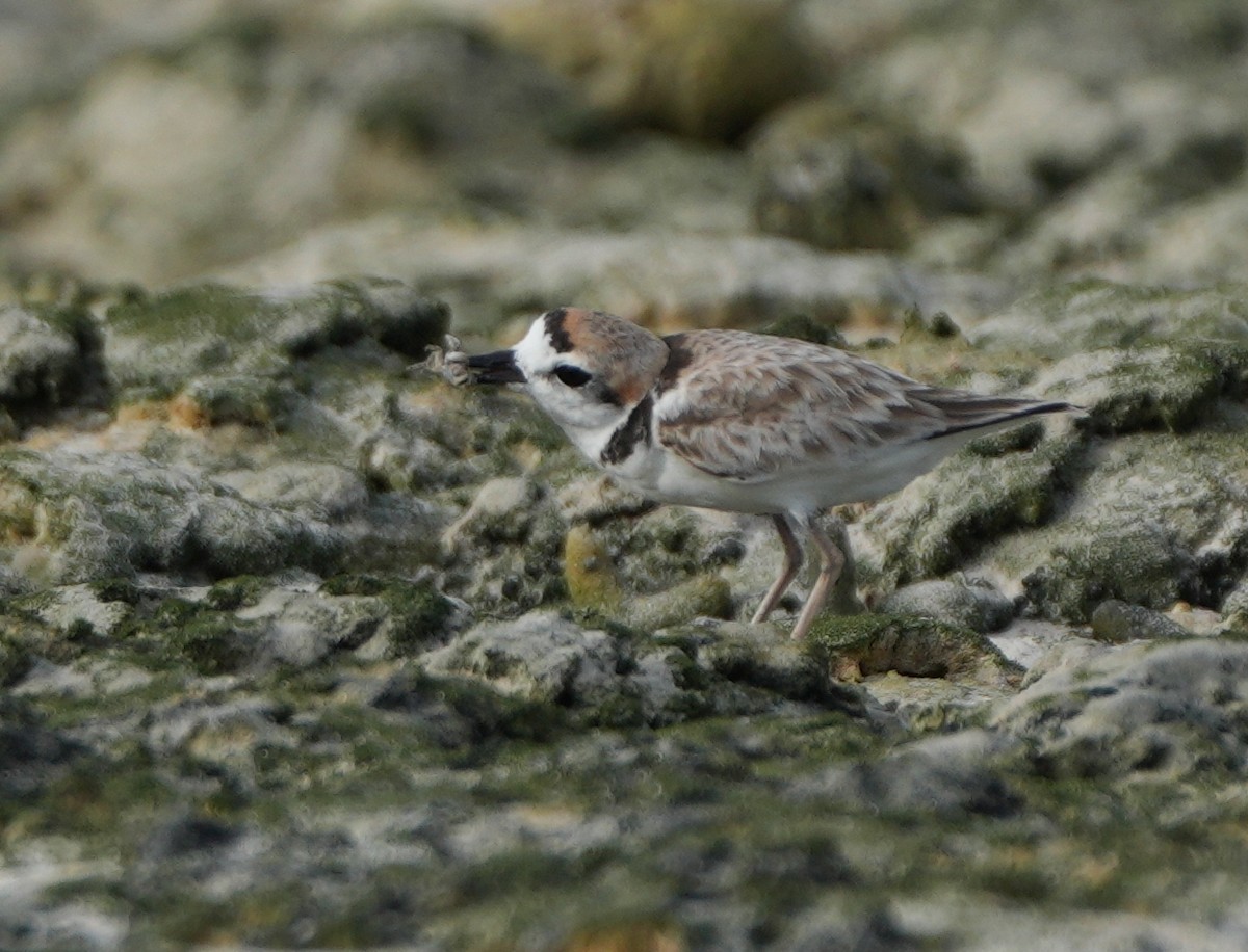 Malaysian Plover - ML643270567