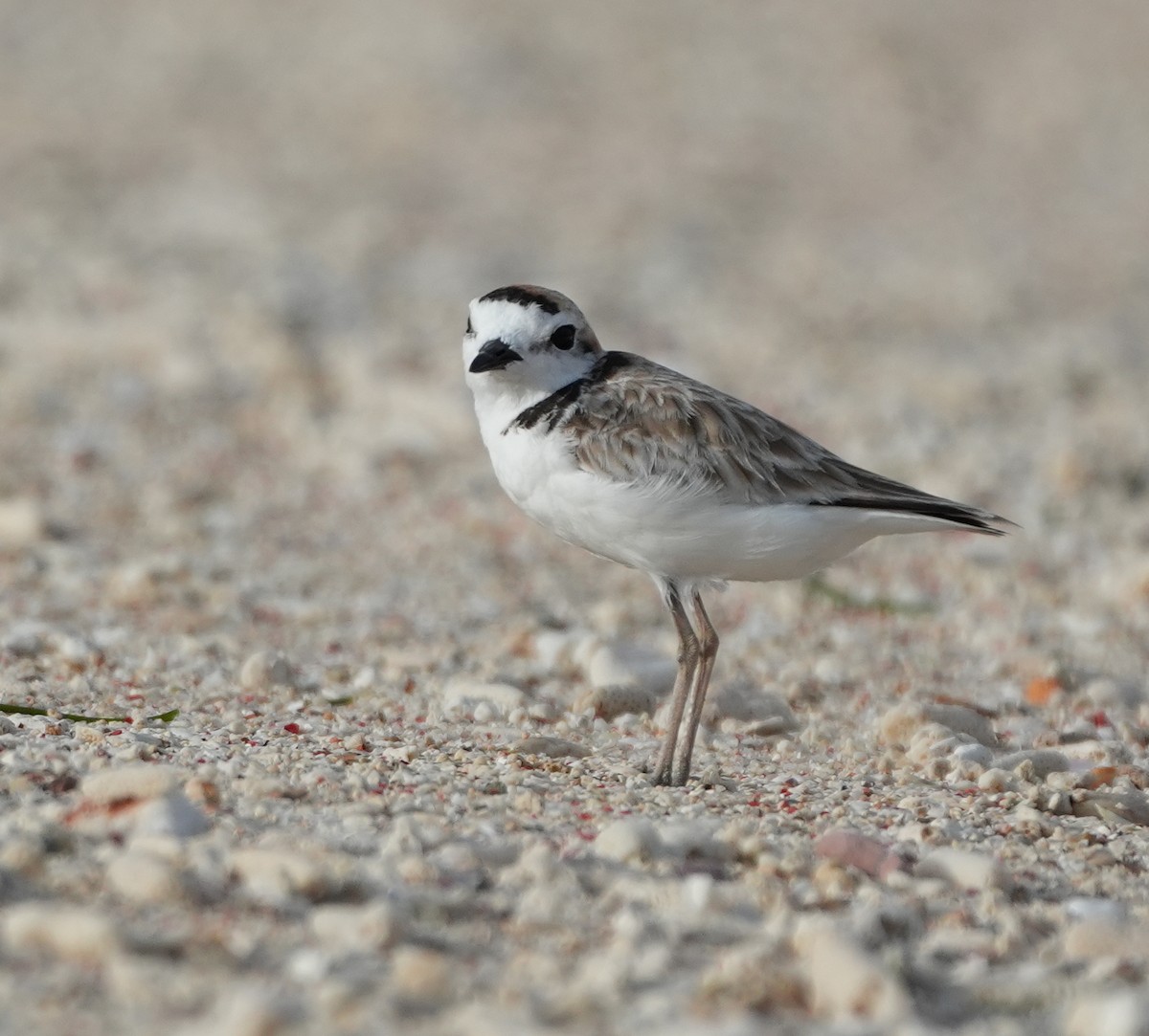 Malaysian Plover - ML643270568