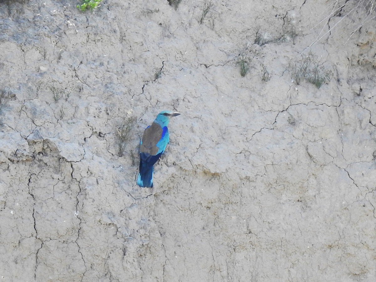 European Roller - ML643270570