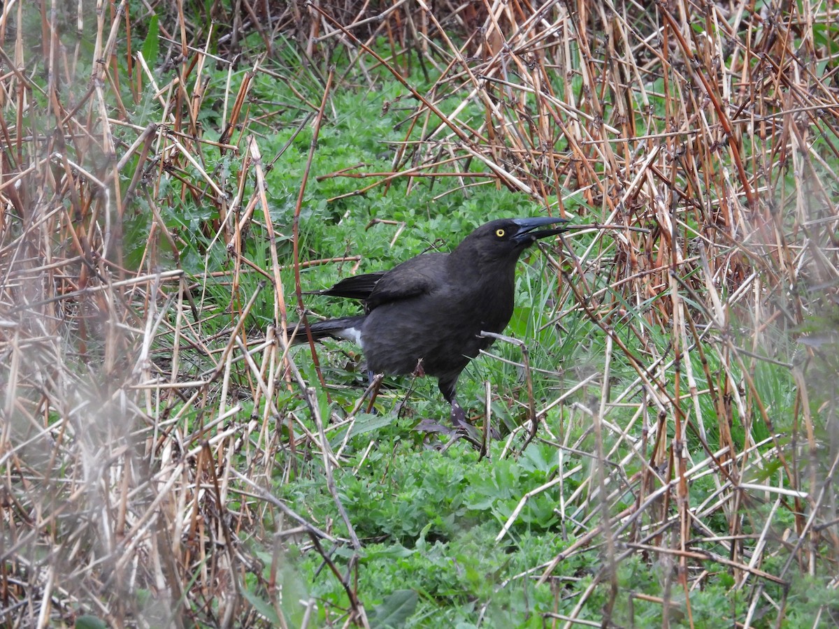 Gray Currawong - ML643270573