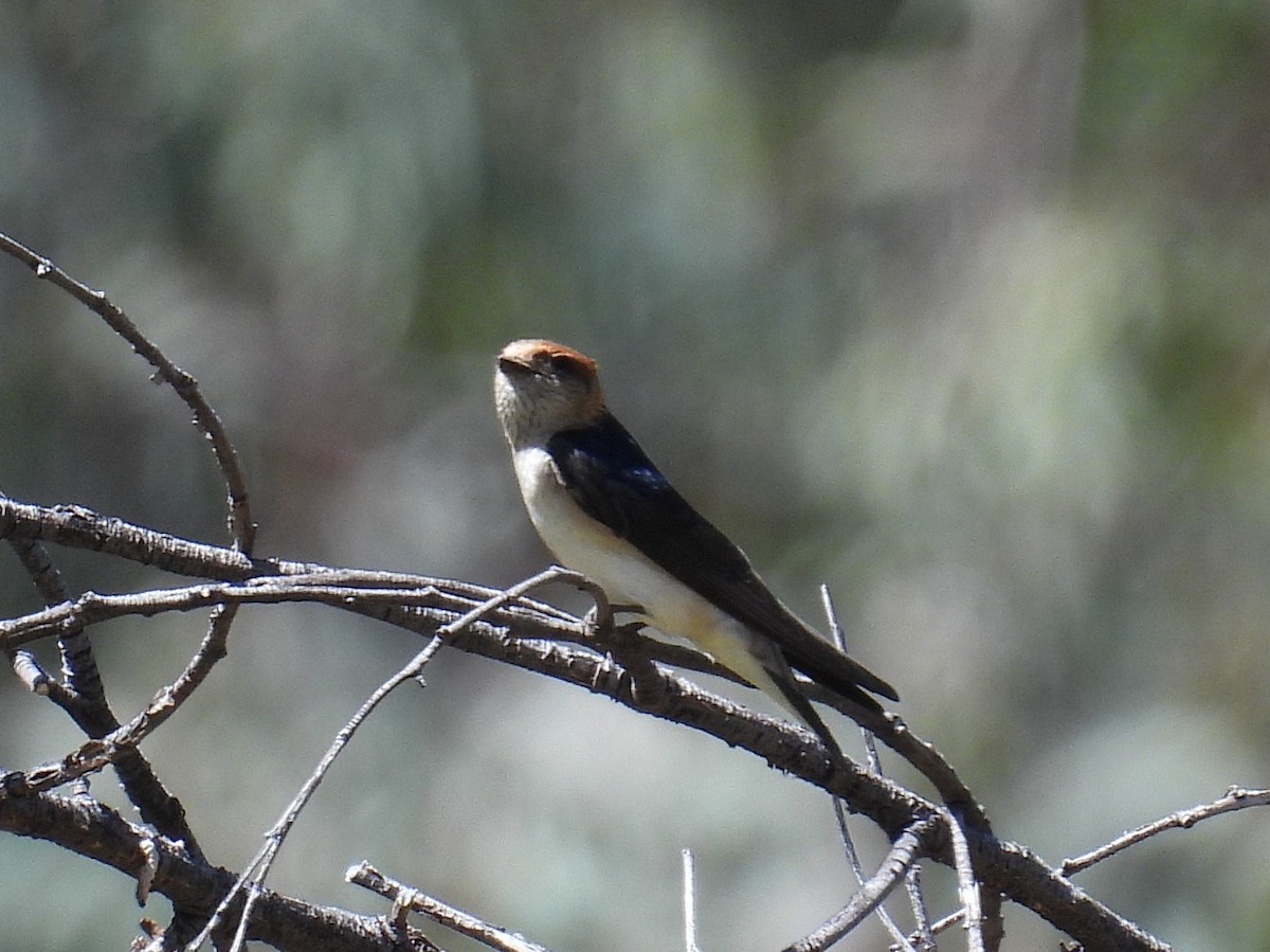 Fairy Martin - ML643270574