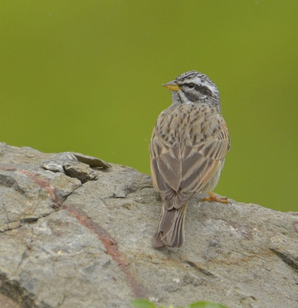 Striolated Bunting - ML643270576