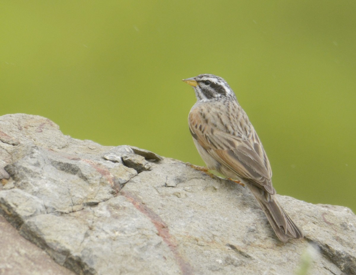 Striolated Bunting - ML643270577