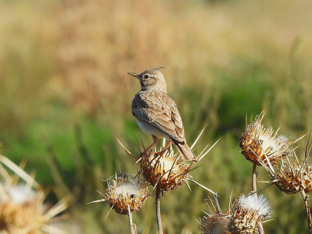 Crested Lark - ML643270578