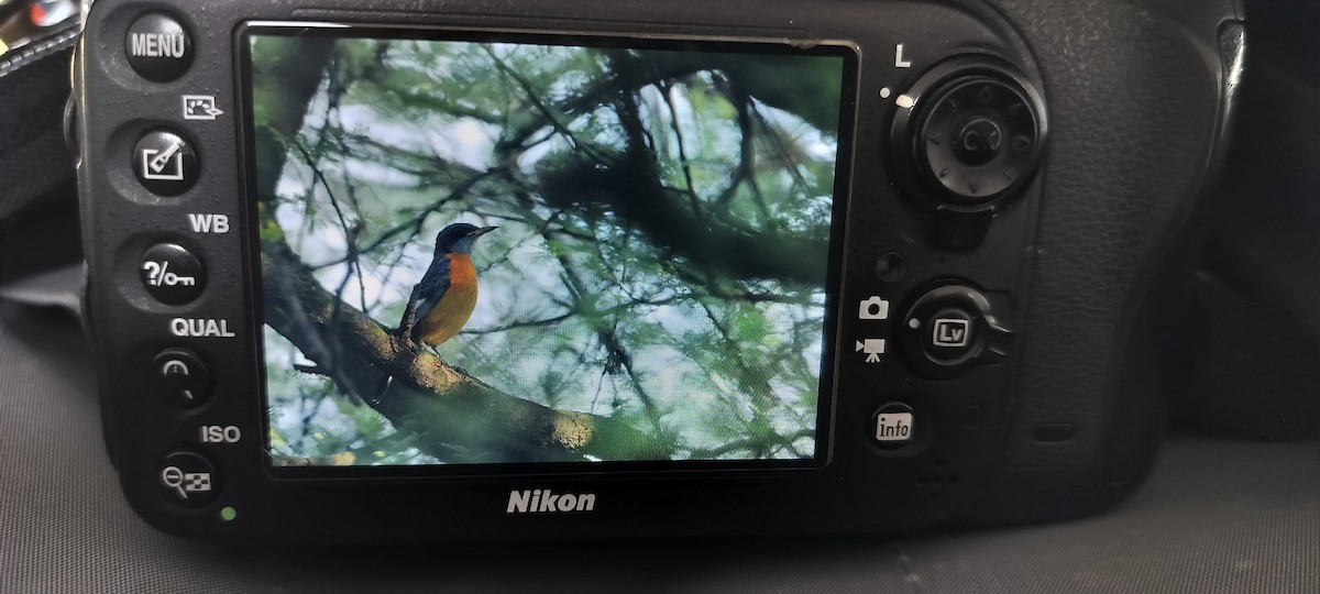 Blue-capped Rock-Thrush - ML643270581