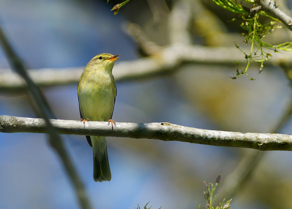 Iberian Chiffchaff - ML643270583