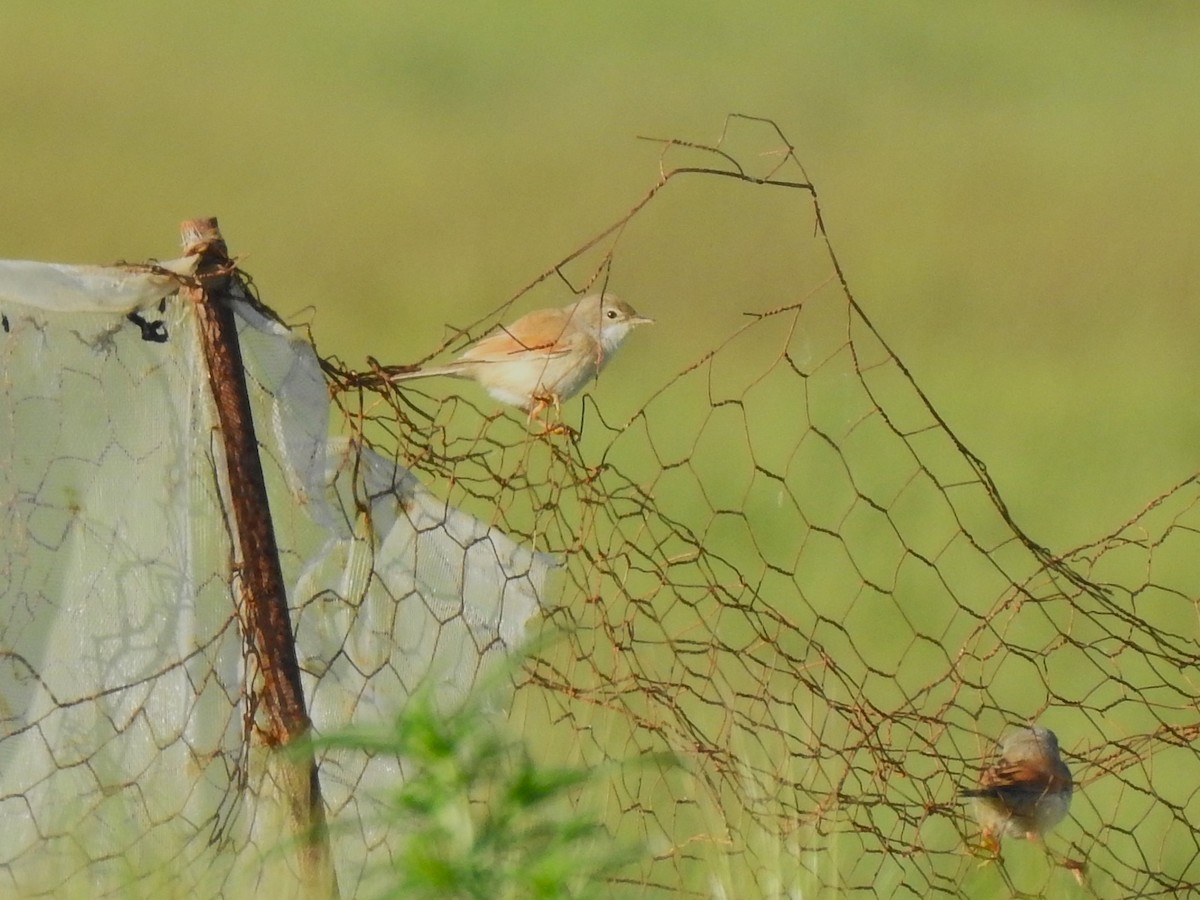 Spectacled Warbler - ML643270586
