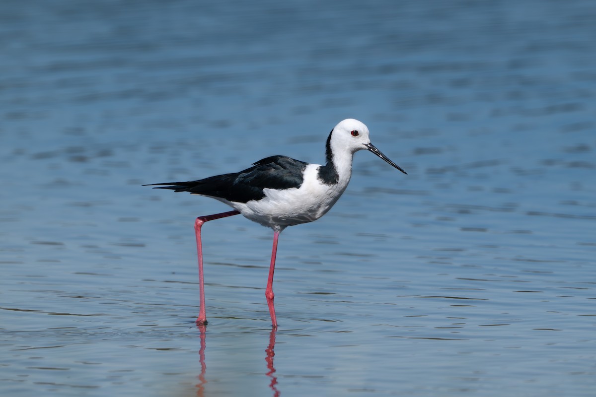 Pied Stilt - ML643270596