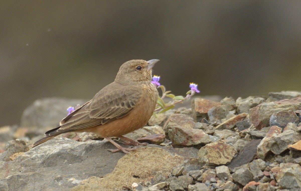 Rufous-tailed Lark - ML643270612
