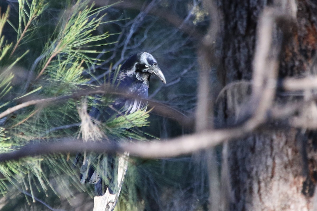 Corbeau de Tasmanie - ML643270617