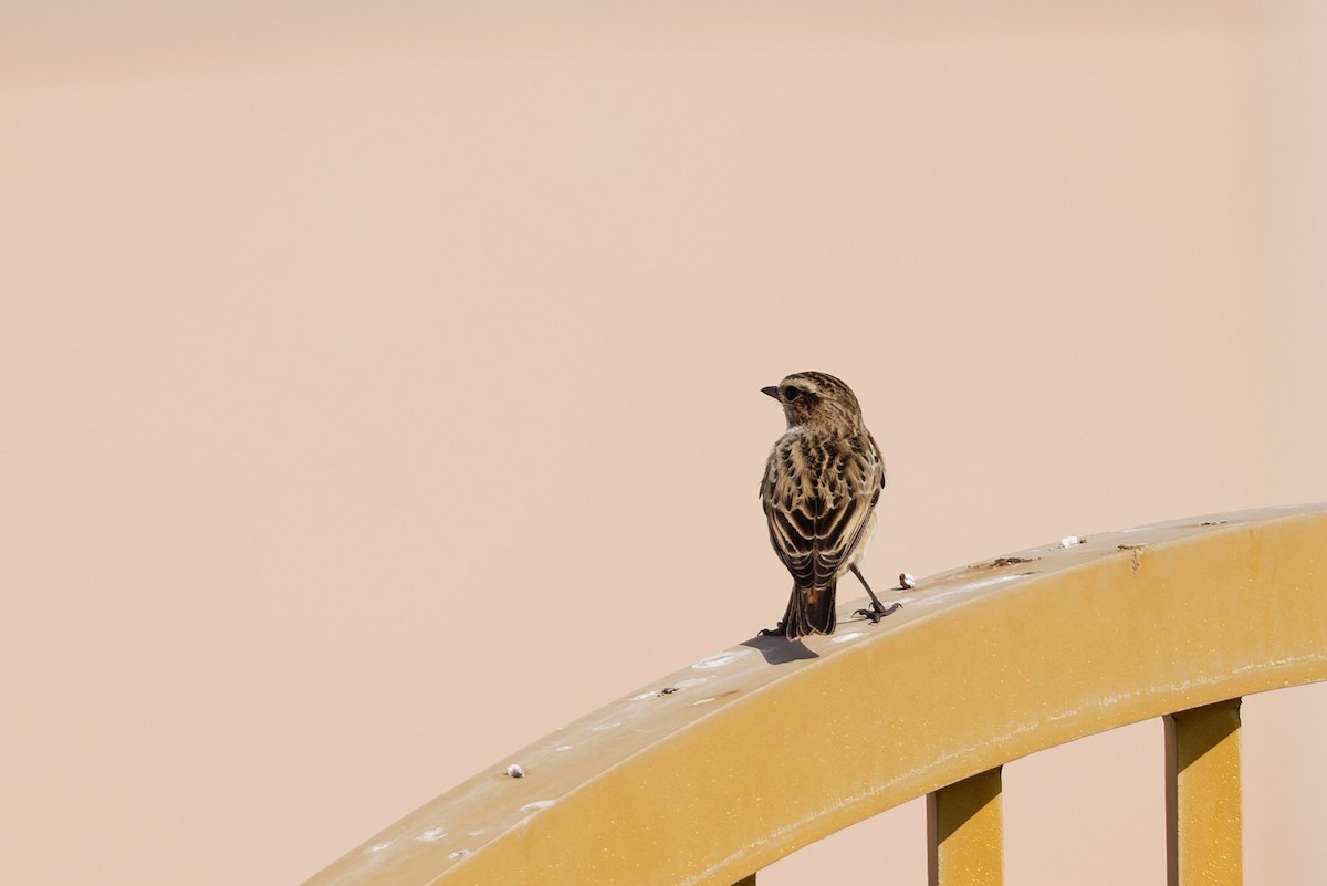 Whinchat - ML643270624