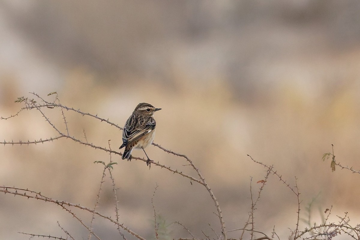 Whinchat - ML643270625