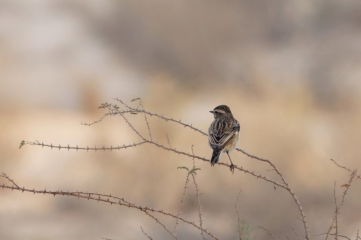 Whinchat - ML643270626